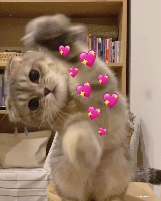 Mèo dễ thương làm avatar