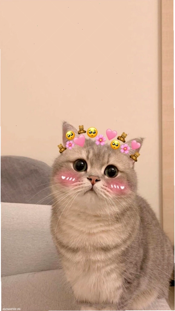 Mèo dễ thương với biểu cảm ngây thơ