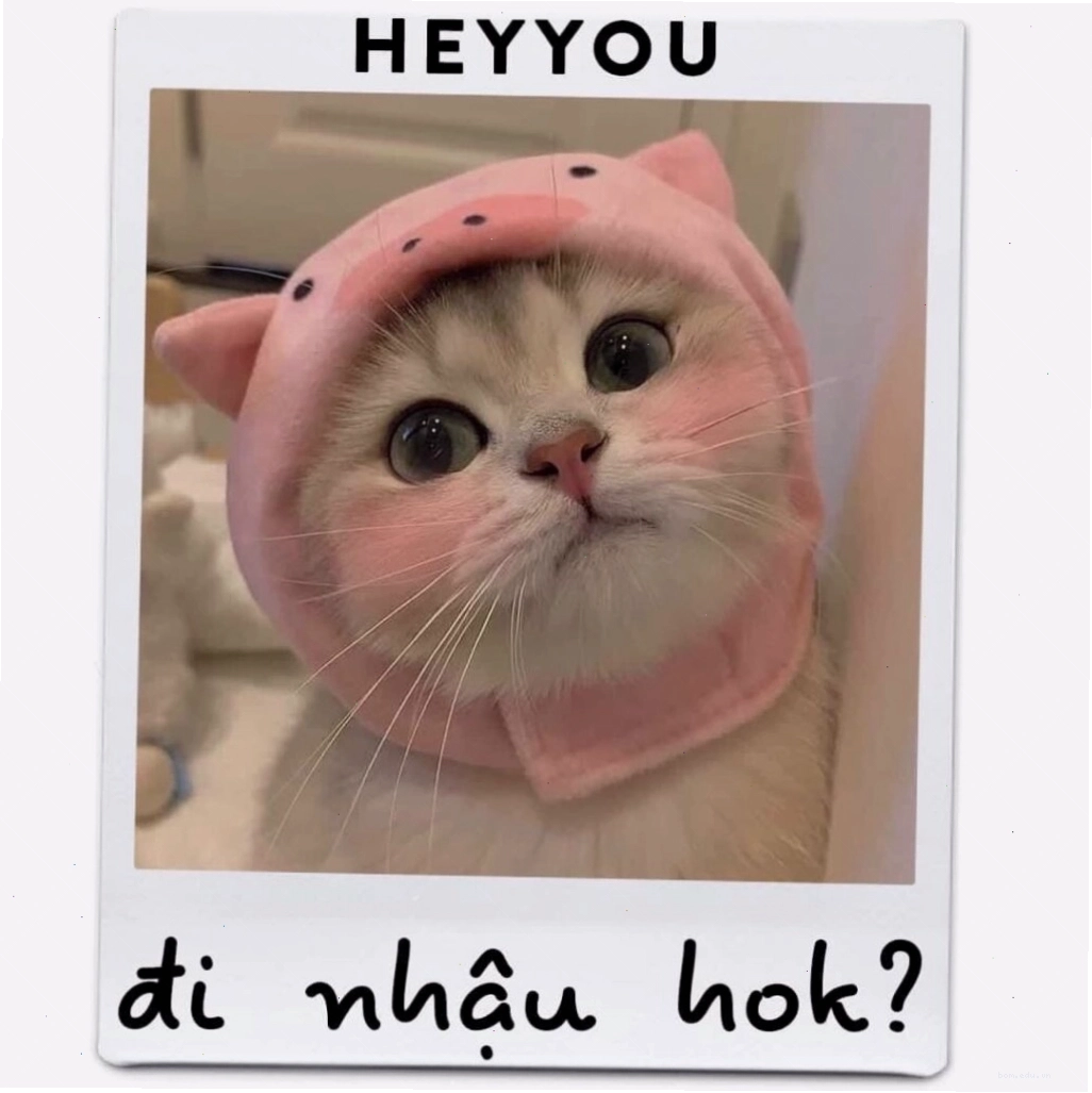 Mèo dễ thương với dáng vẻ tinh nghịch