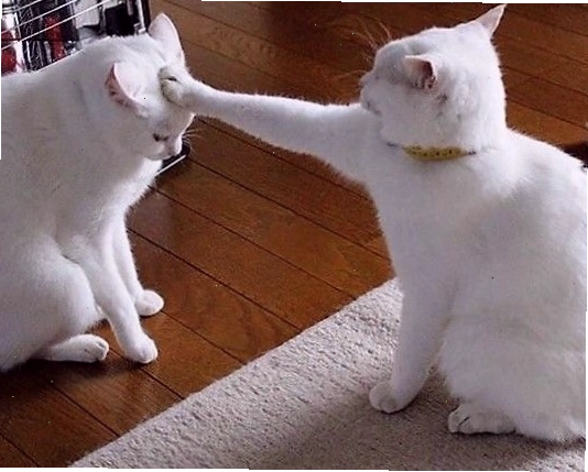 Mèo meme biểu cảm hài hước