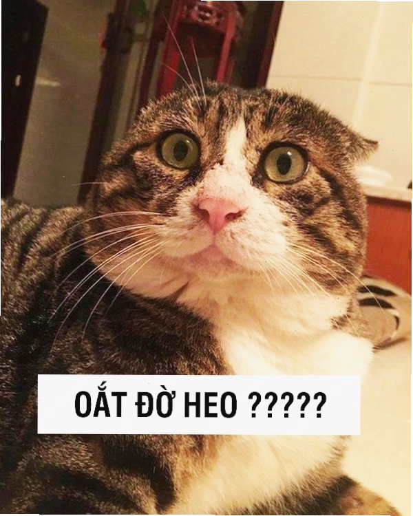 Mèo meme biểu cảm ngơ ngác