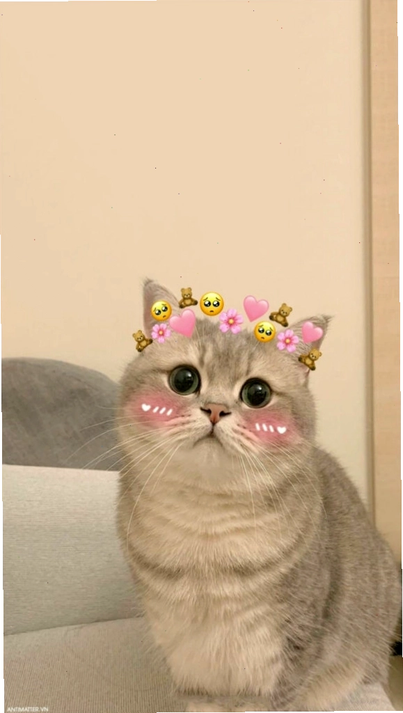 Mèo meme đang chơi đùa