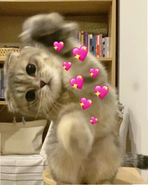 Mèo meme đang ngủ gật đáng yêu
