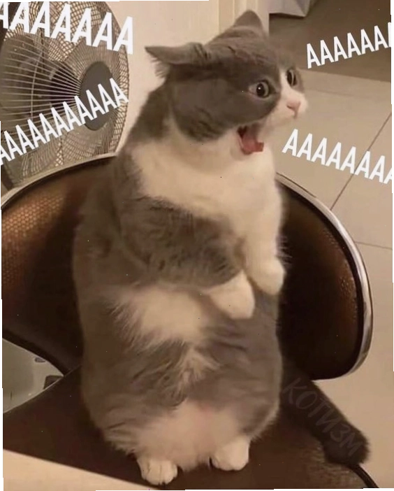 Mèo meme giận dỗi dễ thương