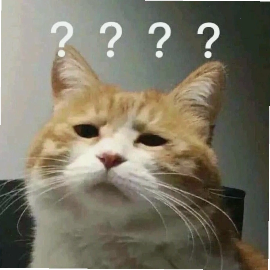 Mèo meme với ánh mắt lém lỉnh