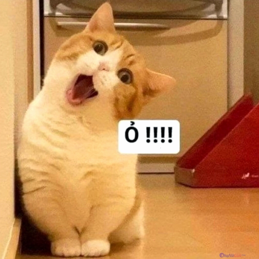 Mèo meme với vẻ mặt giận dỗi