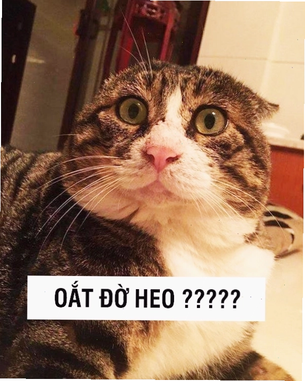 Mèo với biểu cảm cau có nhưng vẫn đáng yêu