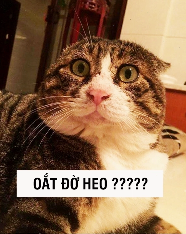 Mèo với biểu cảm hài hước