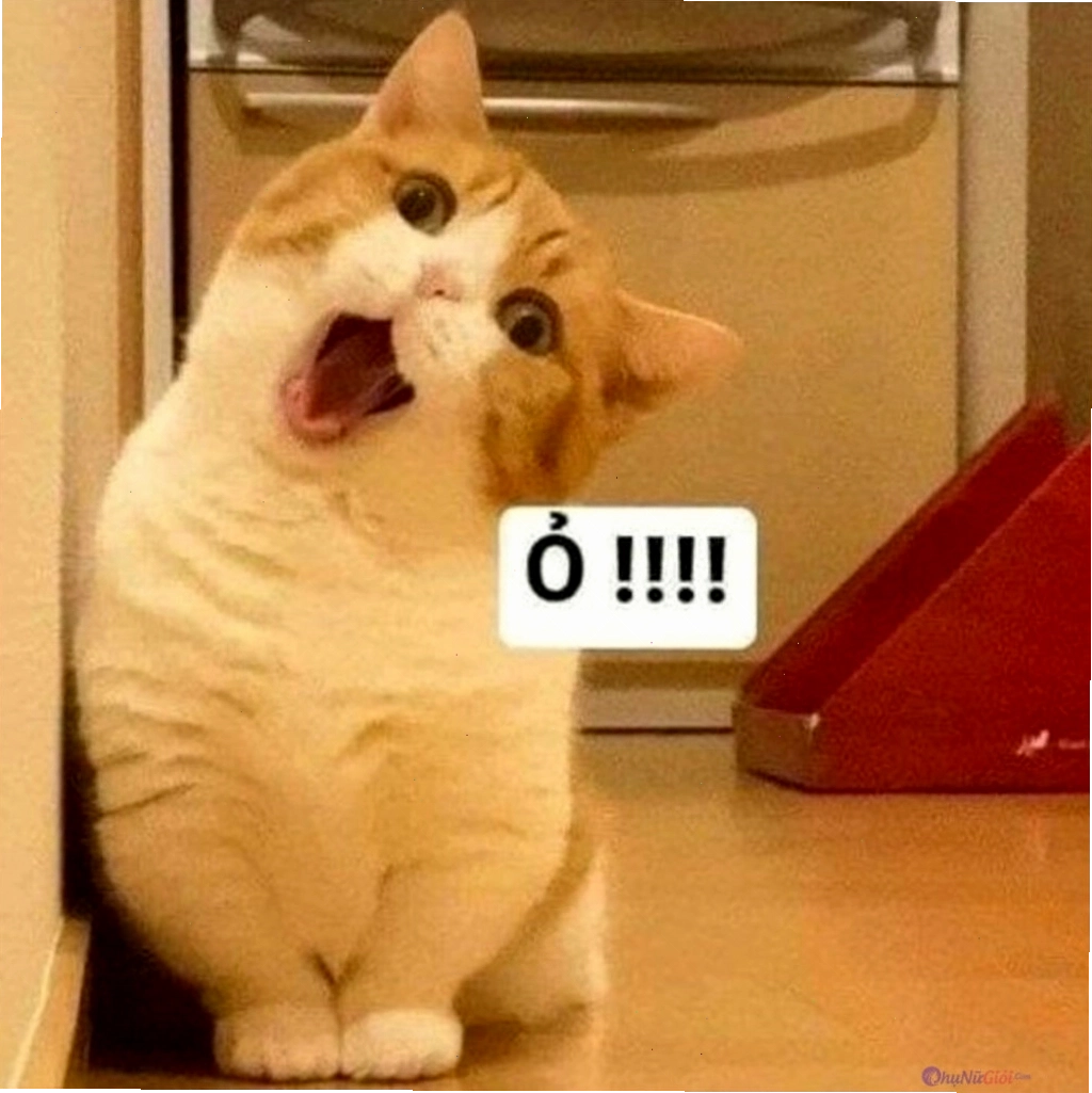 Mèo với khuôn mặt buồn bã nhưng vẫn rất cuốn hút