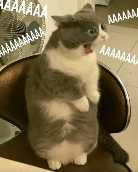 Mèo với vẻ mặt 