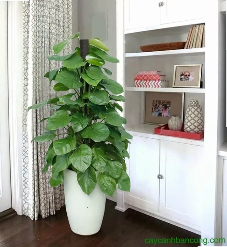 Một chậu cây trầu bà nhỏ xinh đặt trên bàn làm việc