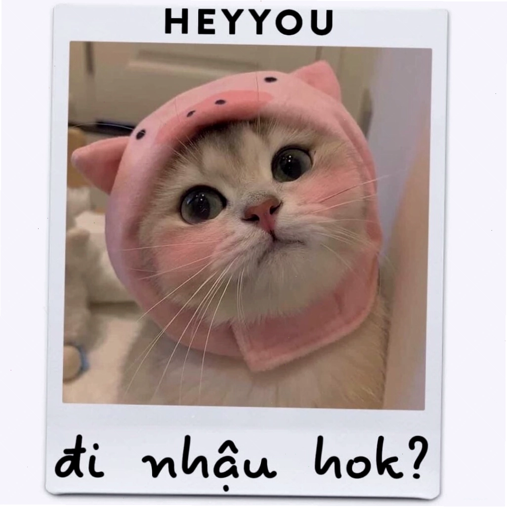 Một chú mèo đang có biểu cảm dễ thương như muốn khóc