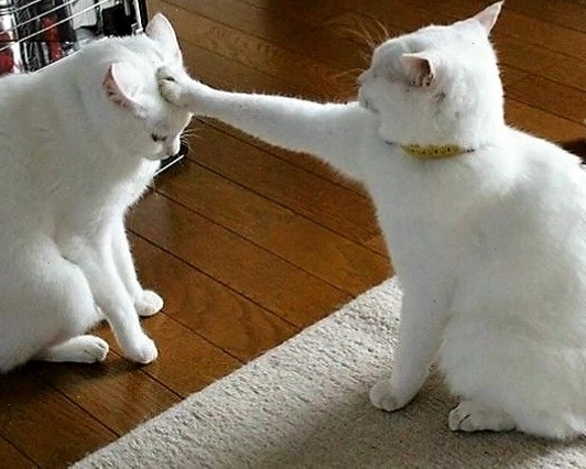 Một chú mèo đang có biểu cảm meme hài hước