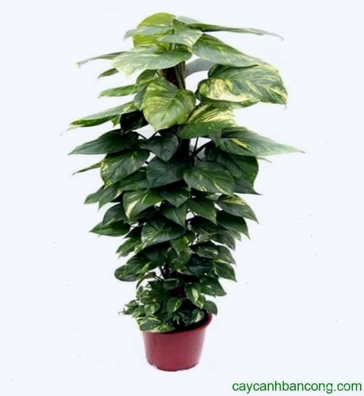 Một góc phòng khách với cây trầu bà xanh mướt
