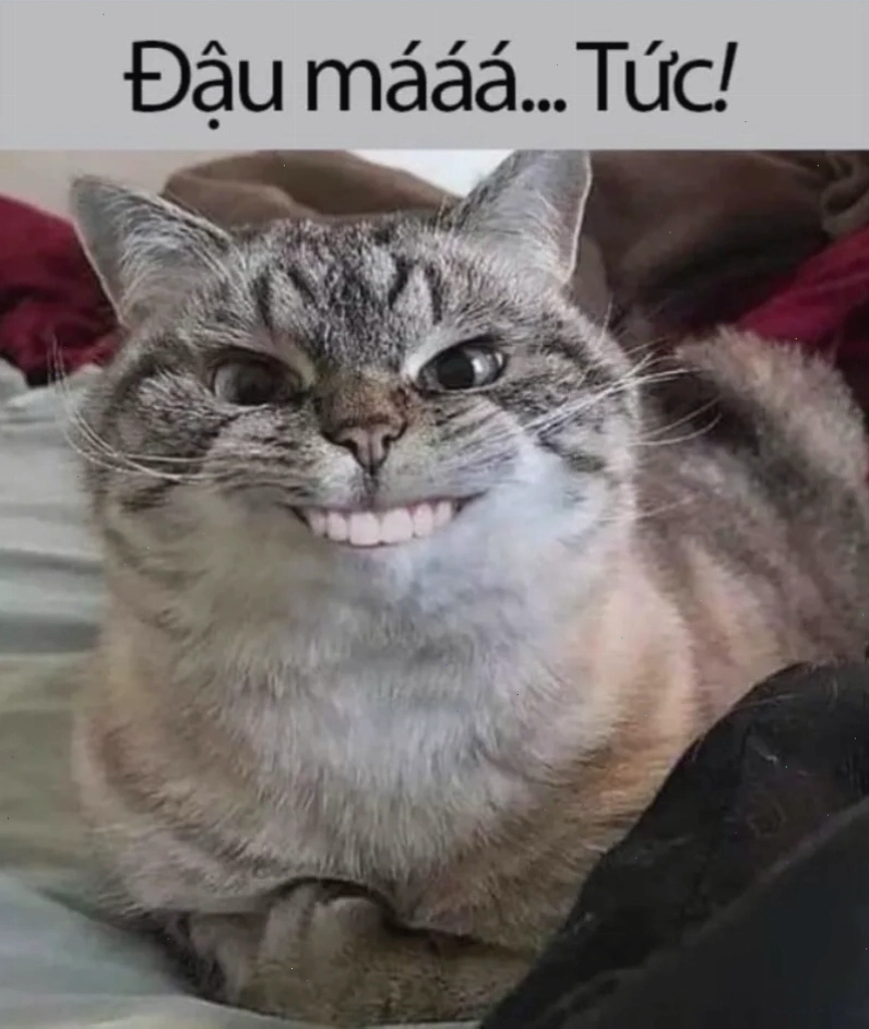 Nhìn biểu cảm này là hiểu ngay ảnh meme tức giận