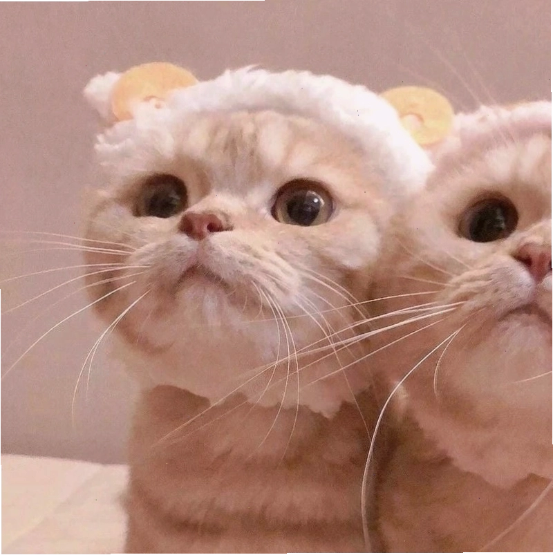 Săn lùng những khoảnh khắc avt meme buồn và ý nghĩa