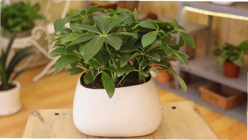 Thực hiện cắt tỉa cành lá cho cây ngũ gia bì