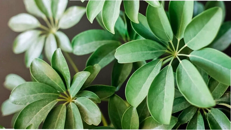 Tổng quan về cây ngũ gia bì với lá xanh và thân có gai