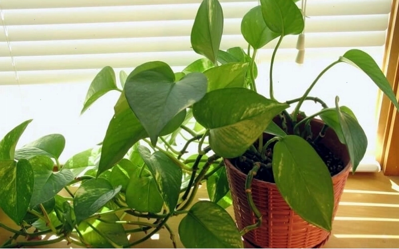 Tổng quan về cây trầu bà với lá xanh mướt và thân leo mềm mại