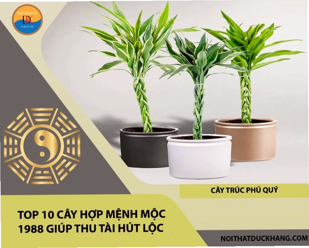 Top 10 cây hợp mệnh Mộc 1988 giúp thu tài hút lộc