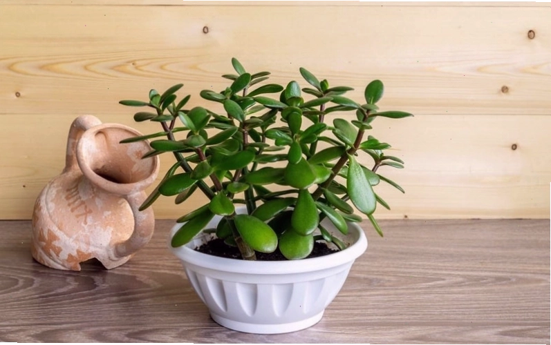 Trồng cây xanh trong nhà giúp cải thiện phong thủy