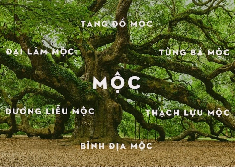 Tư vấn lựa chọn màu sắc hợp mệnh theo phong thủy