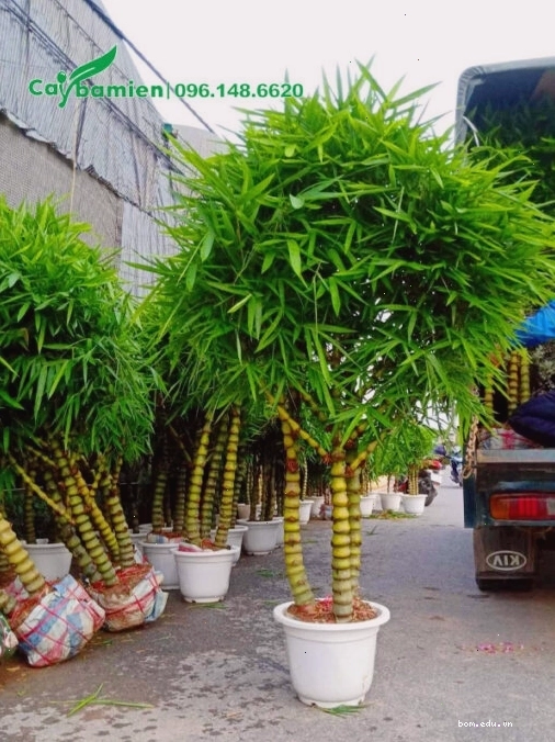 Từng chậu cây Trúc Quan Âm công trình cao hơn 1m được xếp gọn gàng trên xe tải để vận chuyển