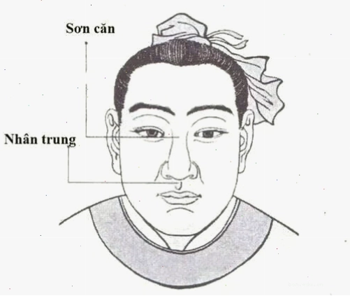 Tướng mũi rồng với sống mũi cao, dài, thẳng và đầu mũi tròn đầy