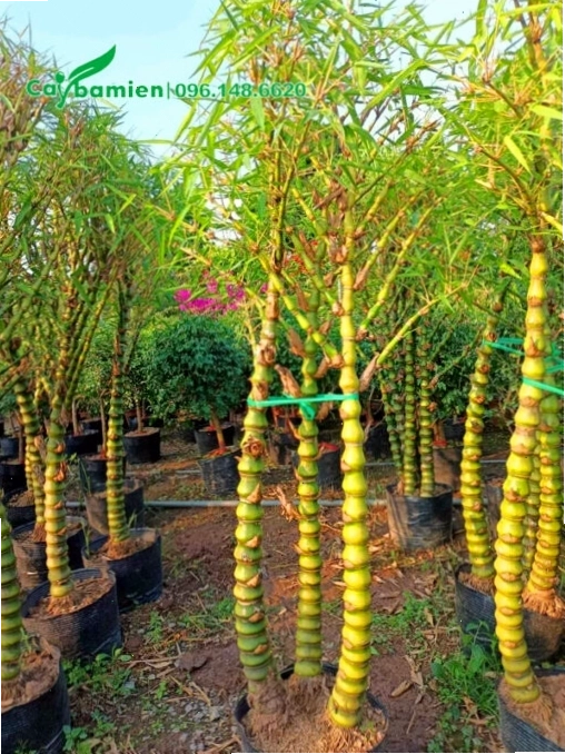 Vườn Trúc Quan Âm cao gần 2m với tán lá đẹp và thân cây cứng cáp, được chăm sóc kỹ lưỡng