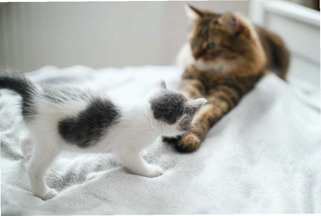A small gray and white kitten approaching a fluffy adult cat