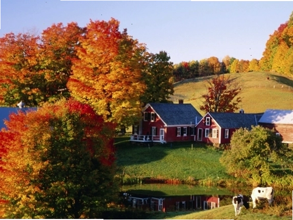 hình ảnh cây cối mùa thu vàng rực tại bang Vermont Hoa Kỳ