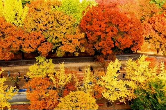 hình ảnh cây cối mùa thu vàng rực tại chùa Kodai-ji Nhật Bản