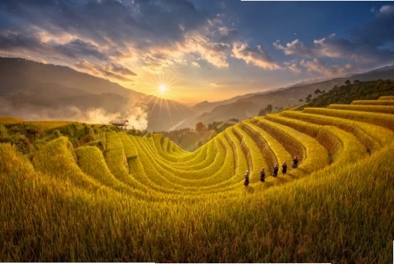 hình ảnh cây cối mùa thu vàng rực với thảm lá rụng