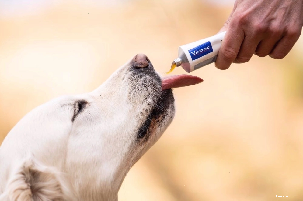 Bổ sung vitamin dạng gel cho thú cưng
