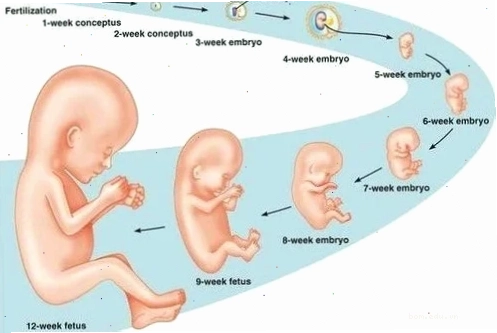 Phân tích chuyên sâu về các yếu tố ảnh hưởng đến vận mệnh tuổi Tý