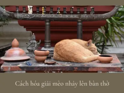 Cách hóa giải mèo nhảy lên bàn thờ giúp giữ gìn linh thiêng