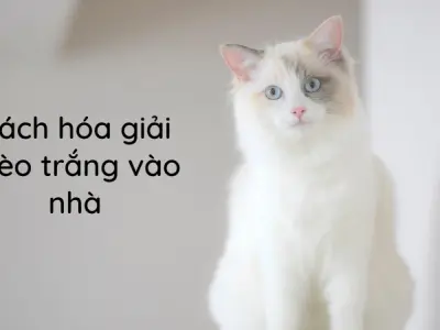 Cách hóa giải mèo trắng vào nhà bảo vệ bình an gia đình