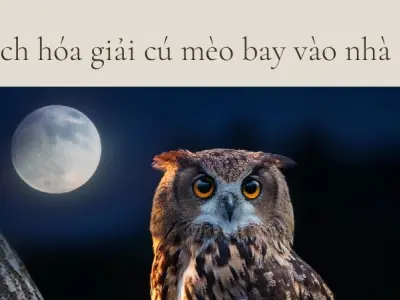 Hóa giải cú mèo bay vào nhà để giữ bình an gia đạo