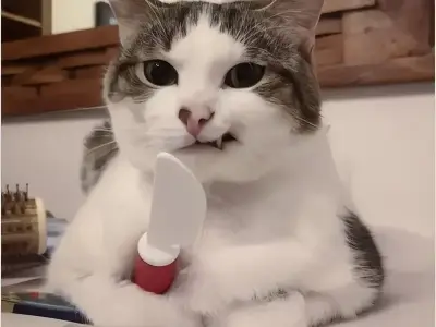 Ngắm nhìn ảnh meme động vật khiến bạn yêu đời hơn