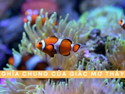 Giải mã ý nghĩa giấc mơ nằm mơ thấy cá chi tiết nhất