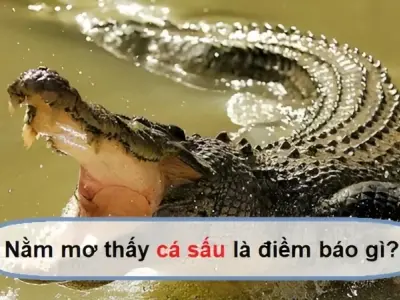 Những trường hợp phổ biến khi bạn nằm mơ thấy cá sấu