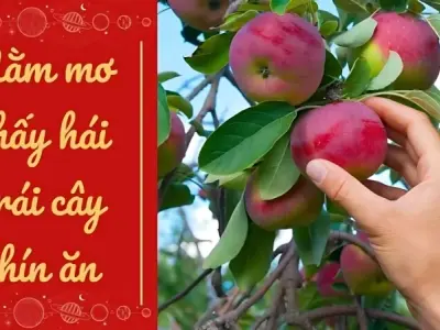 Nằm mơ thấy hái trái cây chín ăn là điềm báo tốt hay xấu?