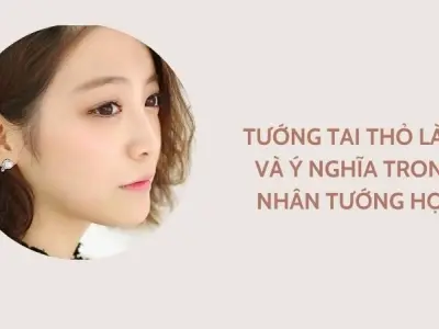 Ý nghĩa tướng tai thỏ trong phong thủy giúp thu hút may mắn