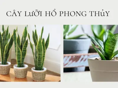 Gợi ý các loại cây giúp xua đuổi tà khí và thu hút tài lộc