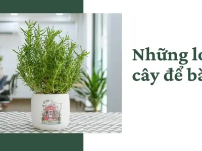 Cây để bàn- Bí quyết tăng tập trung và giảm stress hiệu quả
