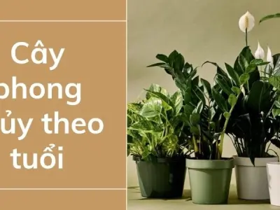 Cây phong thủy theo tuổi - Bí quyết thu hút tài lộc mạnh mẽ