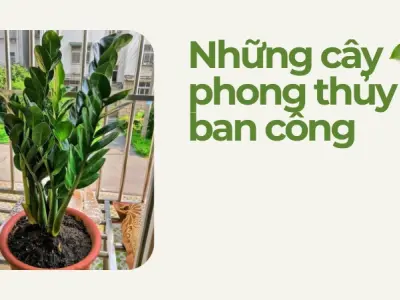 Top cây phong thủy ban công giúp hút tài lộc, may mắn