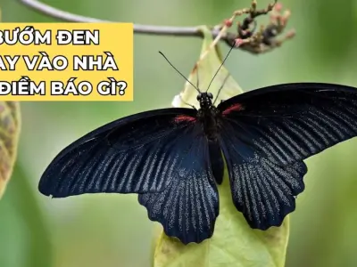 Bướm bay vào nhà có sao không? Giải mã những điềm báo