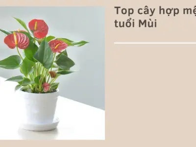Cây phong thủy tuổi Mùi- Bí quyết thu hút tài lộc cực chuẩn
