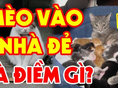 Mèo vào nhà đẻ có sao không? Giải mã điềm lành hay dữ